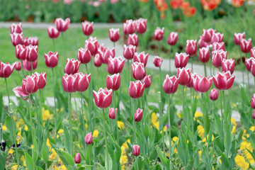Colorful ornamental tulips.