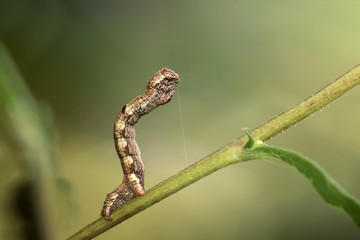 Caterpillar on a branch
