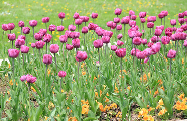 Colorful ornamental tulips.