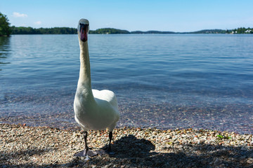 The white swan stretched out a long neck. Close-up.