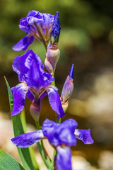 Blooming Iris flower with spring flowers background © czamfir
