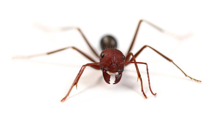 Desert ant, Cataglyphis bicolor isolated on white background