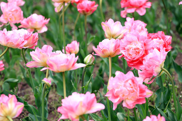 Obraz premium Colorful ornamental tulips. Tulips pattern, floral background.