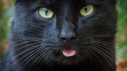 On the street, a black cat shows tongue.