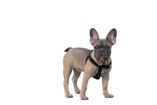 A cute fawn colored French Bulldog. Adorable french bulldog puppy. Walking around the street. isolated on white background with clipping path. vintage style. In the middle of the image.