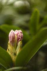 Rododendrony, Park Zdrojowy, Szczawno Zdr&oacute;j, Polska, Sudety,