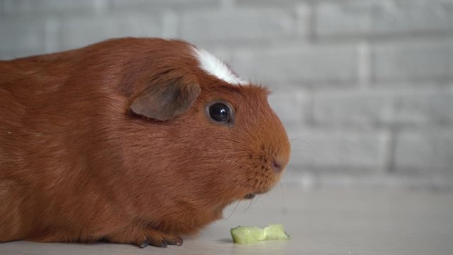 The red domestic guinea pig (Cavia porcellus), also known as cavy or domestic cavy