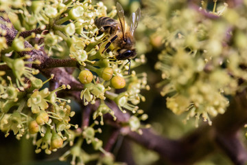 Polinización abeja y flor