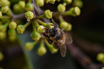 Polinización abeja y flor