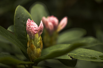 Rododendrony, Park Zdrojowy, Szczawno Zdrój, Polska, Sudety,