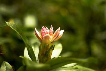 Fototapeta premium Rododendrony, Park Zdrojowy, Szczawno Zdrój, Polska, Sudety,