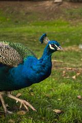 Fototapeta premium peacock in the park