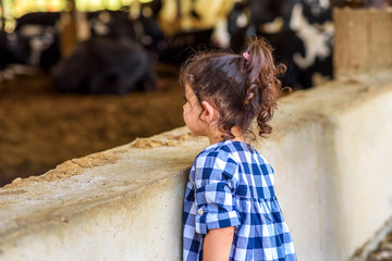 Cute little girl looking through a stone fence gate at a black and white cow. Rural, brunette toddler child on farm at summer day.