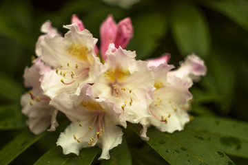 Rododendrony, Park Zdrojowy, Szczawno Zdrój, Polska, Sudety, © Tomasz