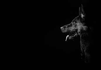 Obraz na płótnie Canvas Black German shepherd dogs black and grey portrait studio shot low key 