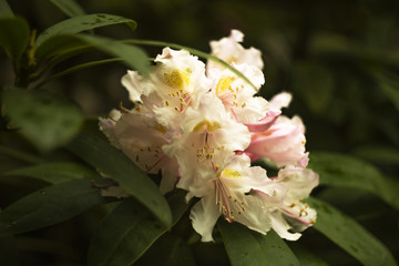 Rododendrony, Park Zdrojowy, Szczawno Zdrój, Polska, Sudety,