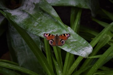 Beautiful butterfly.