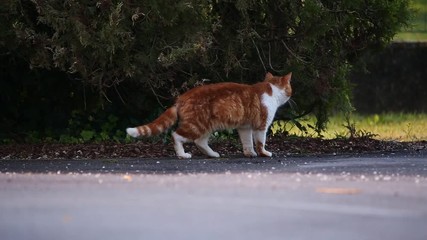Red white cat walks on the road when he suddenly realised being watched and starts looking at the camera