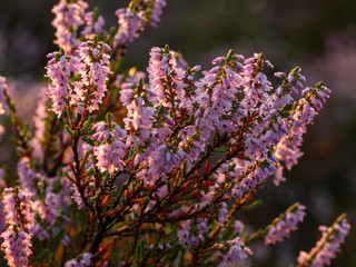 Morning dew on the heather flowers. Beautiful morning light of sunrise. Selective focus.
