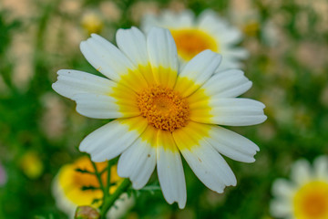 Fototapeta premium white daisy flower