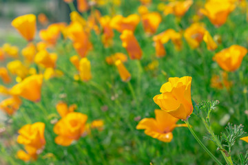 field of yellow tulips