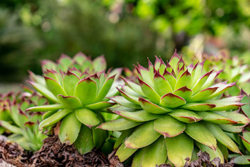 cactus in the garden