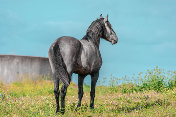 Grey horse on a meadow