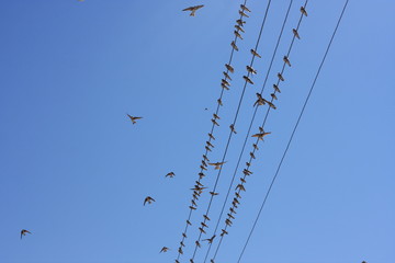 Birds on wires