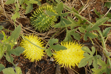 Spiky wild cucumis fruit on vine