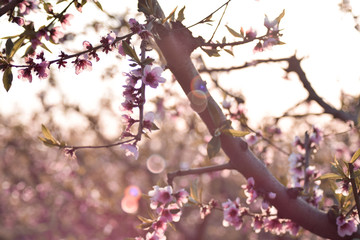 Almendro en flor