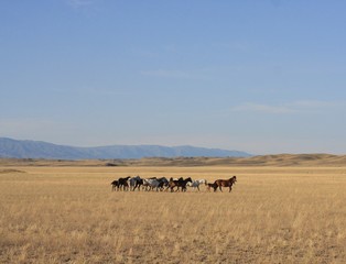 Wild horses in the steppe