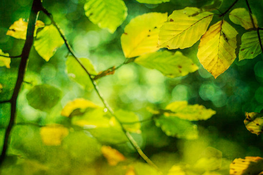 leaves and light, abstract nature