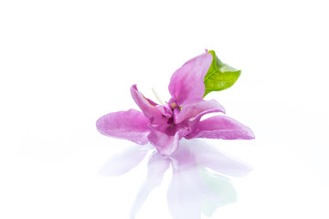 one pink magnolia flower on white background