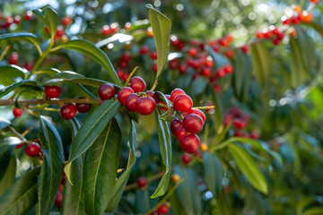 the whole red cherry branch is hung with berries framed by green leaves