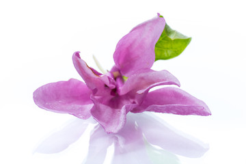 Fototapeta na wymiar one pink magnolia flower on white background