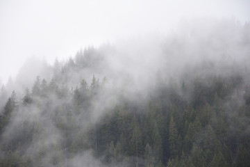 Fototapeta na wymiar Nebbia sui boschi dopo la pioggia
