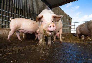 Sauen beschäftiges sich mit Stroh im Aussenbereich eines Bio - Schweinebetriebes.