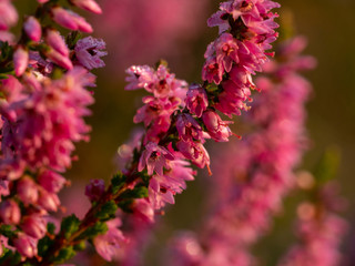 Morning dew on the heather flowers. Beautiful morning light of sunrise. Selective focus.