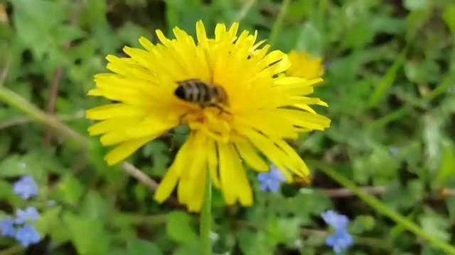 A bee collects nectar and pollen from dandelion flowers.
Spring and summer - the time of the bee's ative work. They collect nectar and pollen, while pollinating plants.
