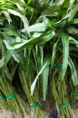 Fresh vegetables are ready to sell