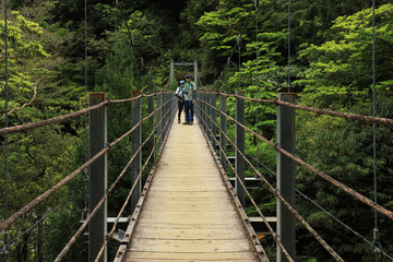 Obraz premium wooden bridge in the forest