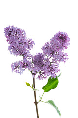 bouquet of beautiful spring flowers of lilac on white background