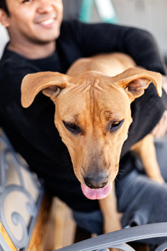 Young smiling man and Pitbull dog mix sitting on the banch outdoor