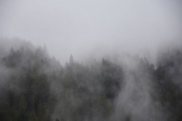 Nebbia sui boschi dopo la pioggia