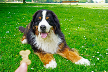 Obedience training in the dog park for a Bernese Mountain Dog 