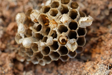 Discarded paper wasp nest on the ground, close up macro