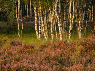 Early morning on the heathland. Amazing violet color of heather flower. Forest in the background. Selective focus.