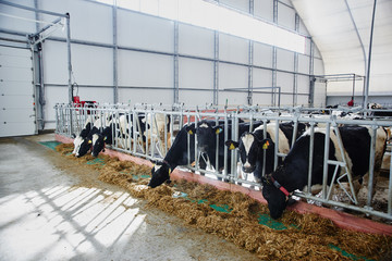 Cow Milk Industrial Automated Farm. Cows in the paddock with tags on the ears eat hay and rest