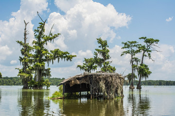 Duck blind in the swamp