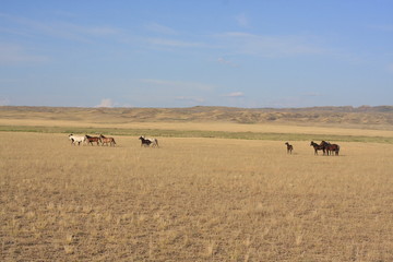 Wild horses in the steppe